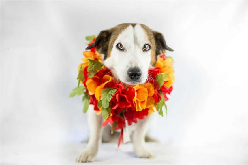 Why Do Dogs Love Belly Rubs? The Science Behind Canine Affection