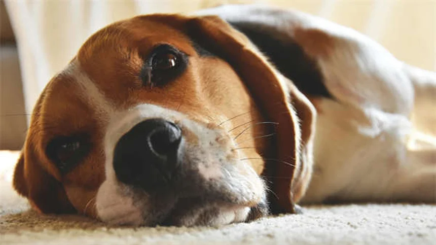7 Proven Ways to Calm Your Dog's Noise Phobia Fast