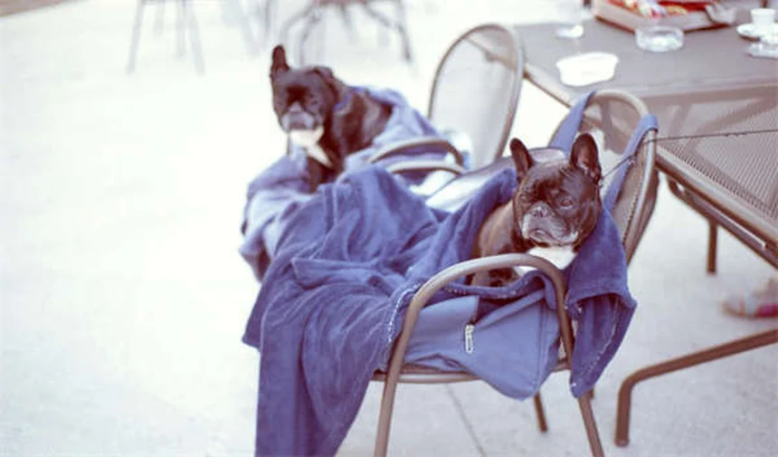 Dog Adoption Costs: What You Really Pay (And Why It's Worth It)